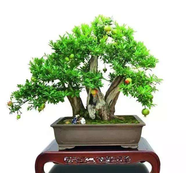 图解 树桩盆景截面部位逼芽发芽方法