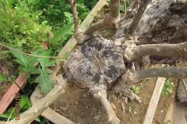 图解 树桩盆景截面部位逼芽发芽方法