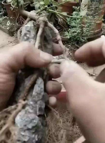 怎么塑造盆景根部的方法