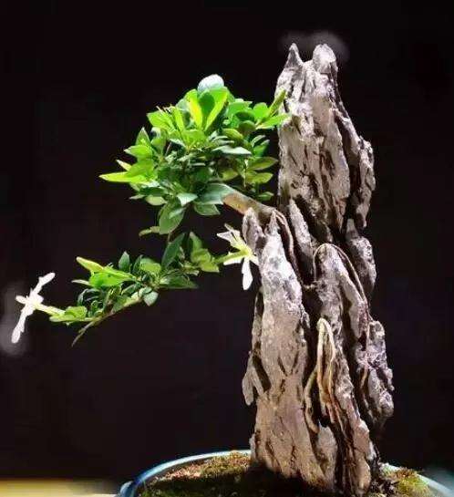 怎么塑造盆景根部的方法