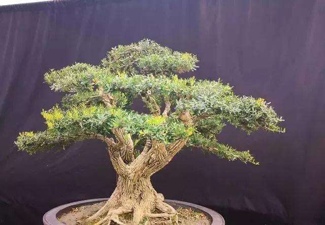 怎么塑造盆景根部的方法