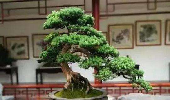 盆景造型有哪些方法