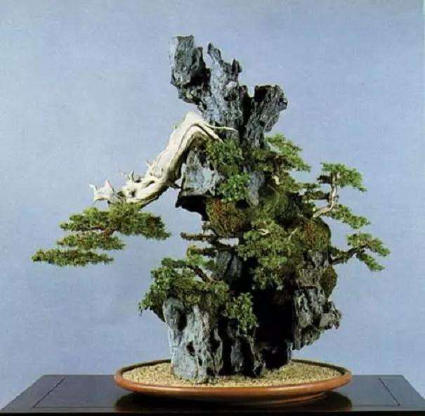 盆景造型有哪些方法