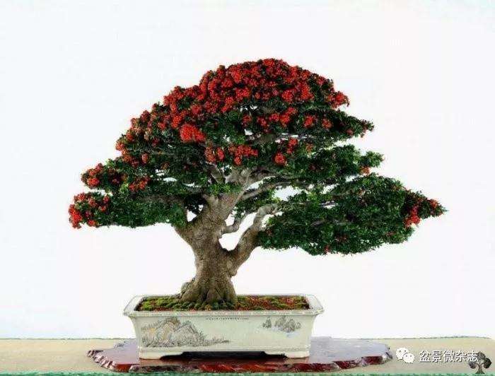 缩小中日盆景差距的8点建议