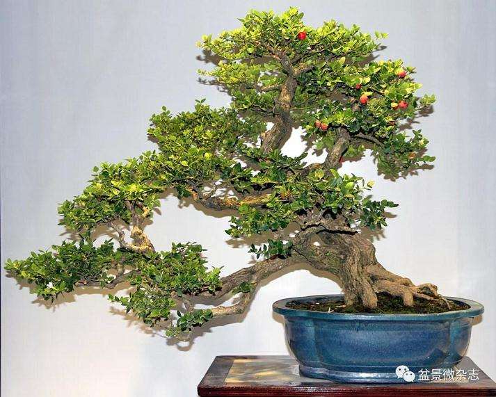 缩小中日盆景差距的8点建议