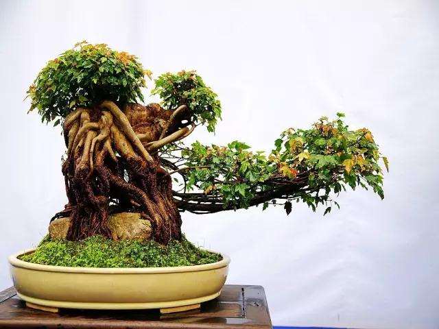 盆景怎么矮化有什么好方法