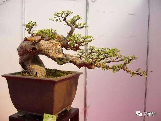 怎么制作提根式盆景的3个方法