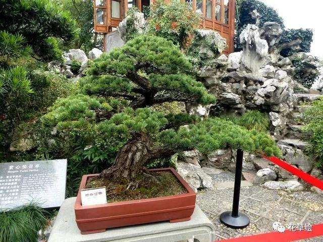 怎么制作提根式盆景的3个方法