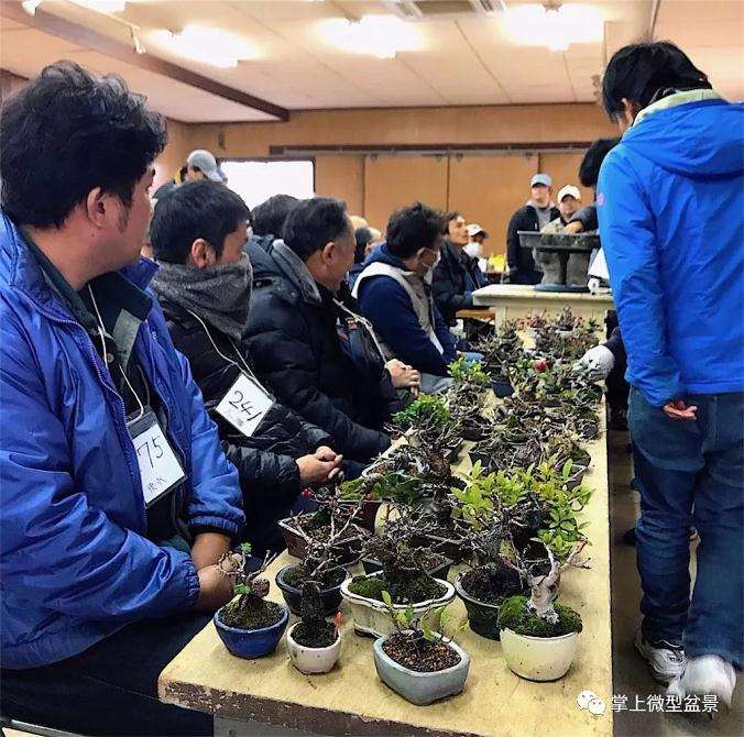 周末的桩市基本就是盆景爱好者的狂欢节