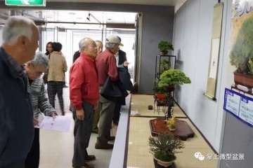 周末的桩市基本就是盆景爱好者的狂欢节