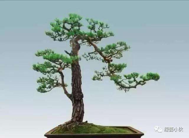 夏天和冬天怎么盆景盆土养护的方法