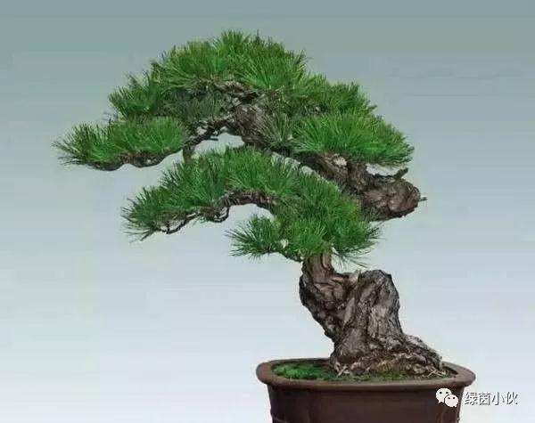 盆景为何要选用较少的盆土