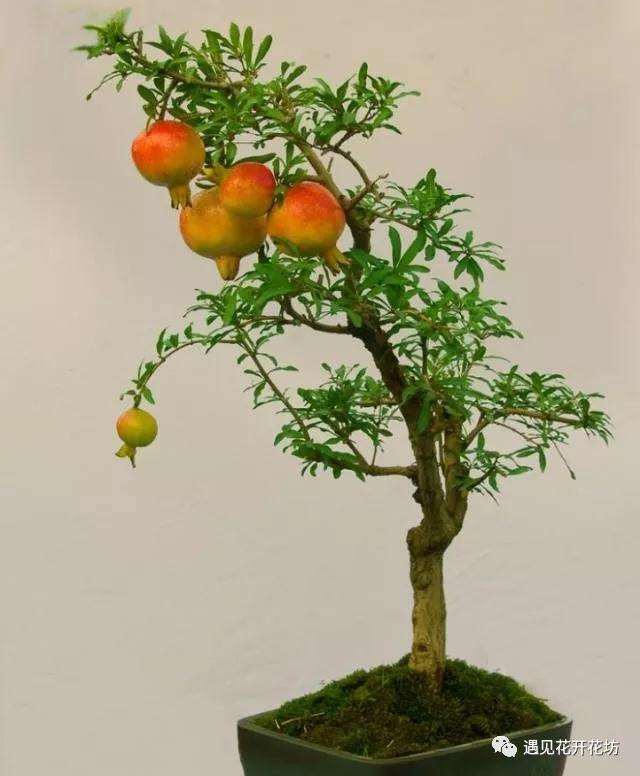 石榴盆景在春天怎么修剪的方法