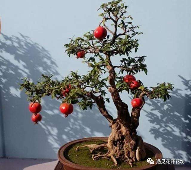 石榴盆景每15天施肥一次