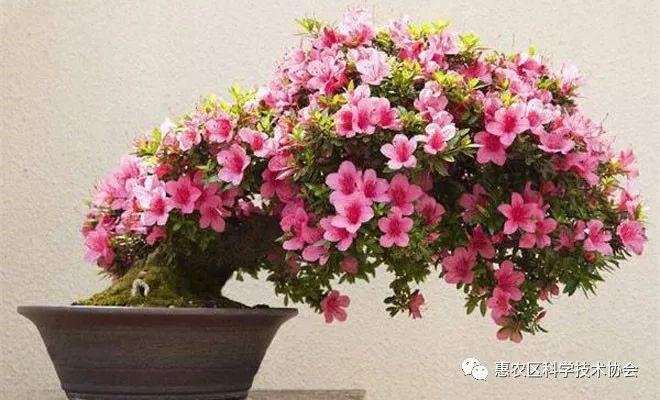 杜鹃花盆景怎么扦插最好