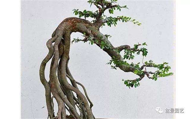 怎么在盆景造型中蓄枝的方法