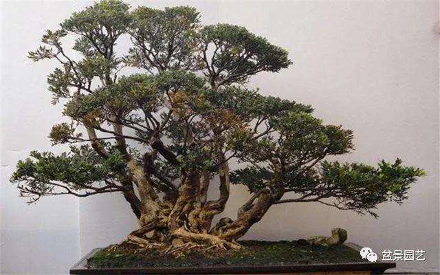 怎么在盆景造型中蓄枝的方法