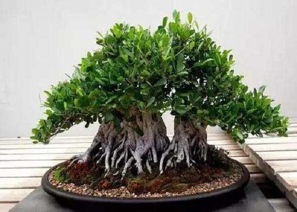 夏季养护盆景的五大方法是什么