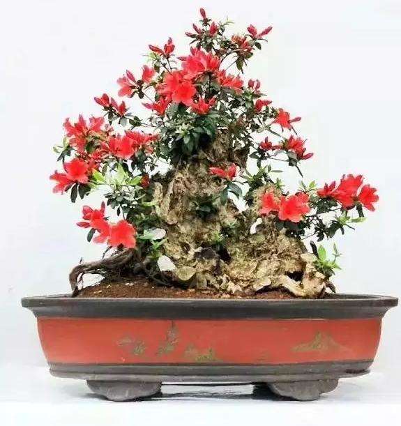 鹰潭首届盆景花卉赏石展基本信息