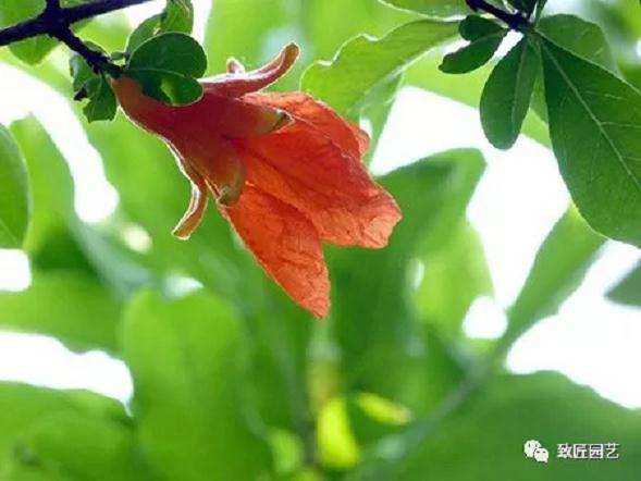 月季石榴盆景怎么制作的方法