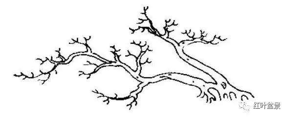 怎么制作双干临水式盆景的方法
