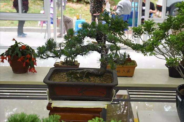 汇仁举办盆景展