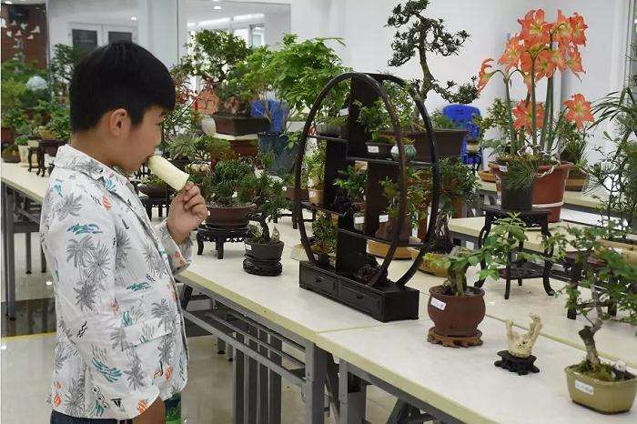 汇仁举办盆景展