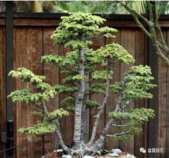 怎么制作丛林盆景的布局的方法