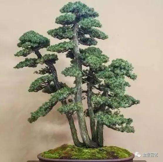 怎么制作丛林盆景的布局的方法