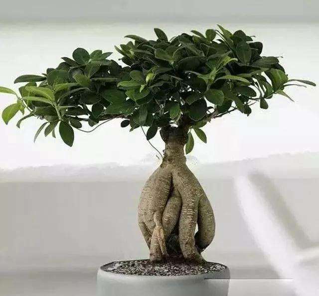 怎么在室内种植榕树盆景的方法