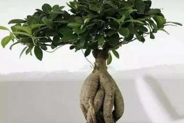怎么在室内种植榕树盆景的方法 图片