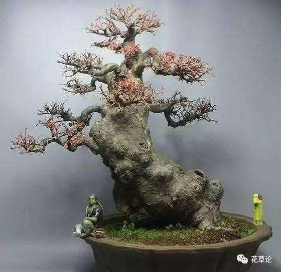 盆景枝干怎么长得快