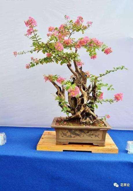 盆景枝干怎么长得快