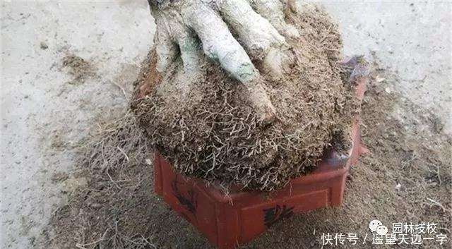 怎么给盆景进行根部造型