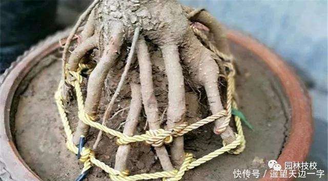 怎么给盆景进行根部造型