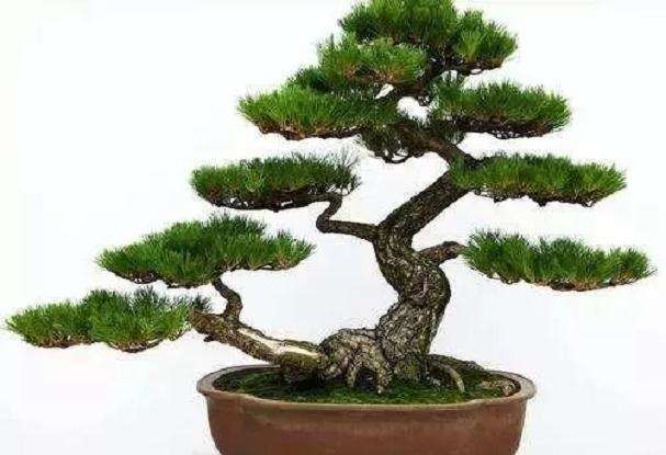 五针松盆景怎么修剪造型的方法