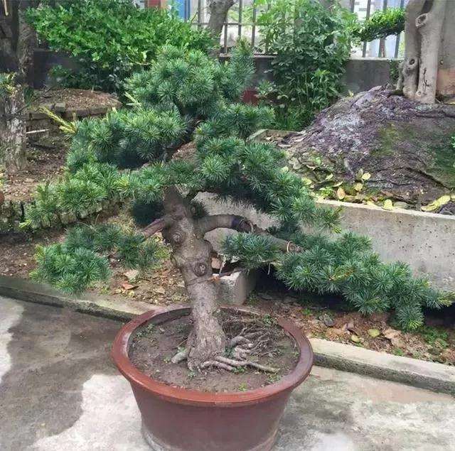 五针松盆景怎么适量浇水的方法