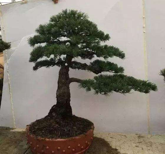 养护好五针松盆景用什么土壤最好