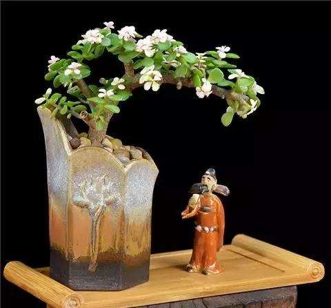 玉树盆景的3个养殖注意事项