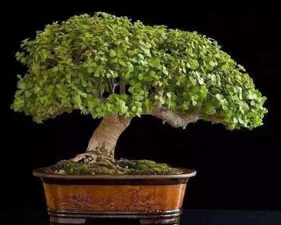 玉树盆景四个季节怎么养护的方法