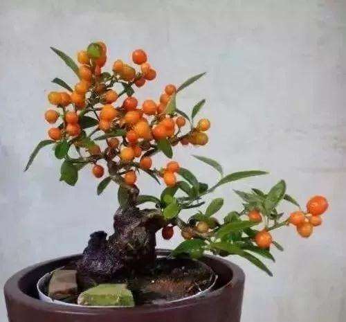如何让指尖大小的微型盆景开花结果