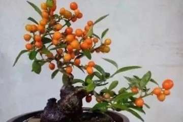 如何让指尖大小的微型盆景开花结果？