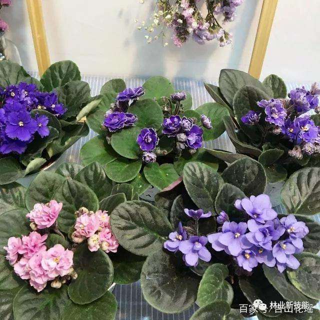 室内非洲紫罗兰盆景怎么养护的方法