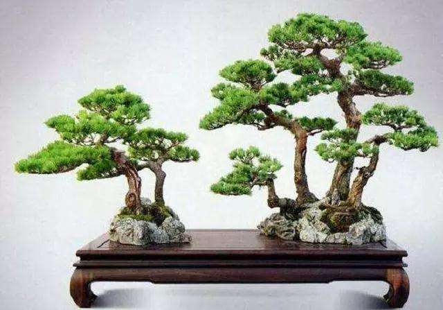 制作盆景前怎么立意的方法 