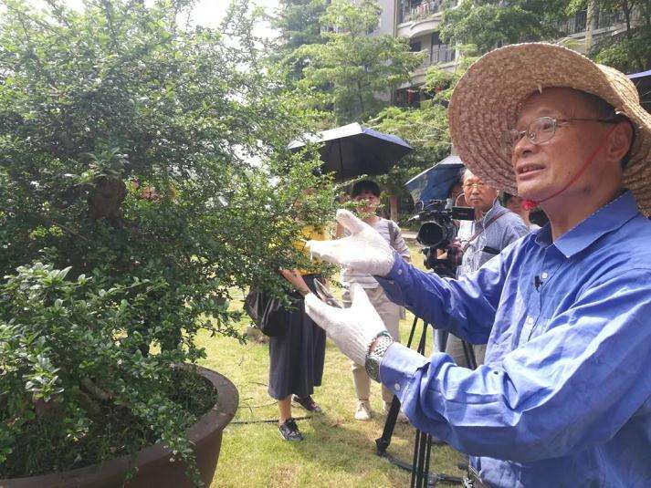 谢荣耀演示岭南盆景修剪示范