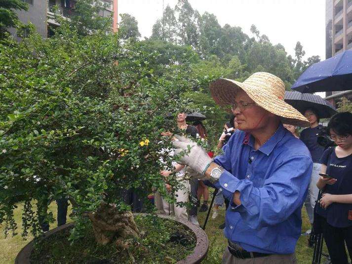 图解 谢荣耀演示岭南盆景修剪示范