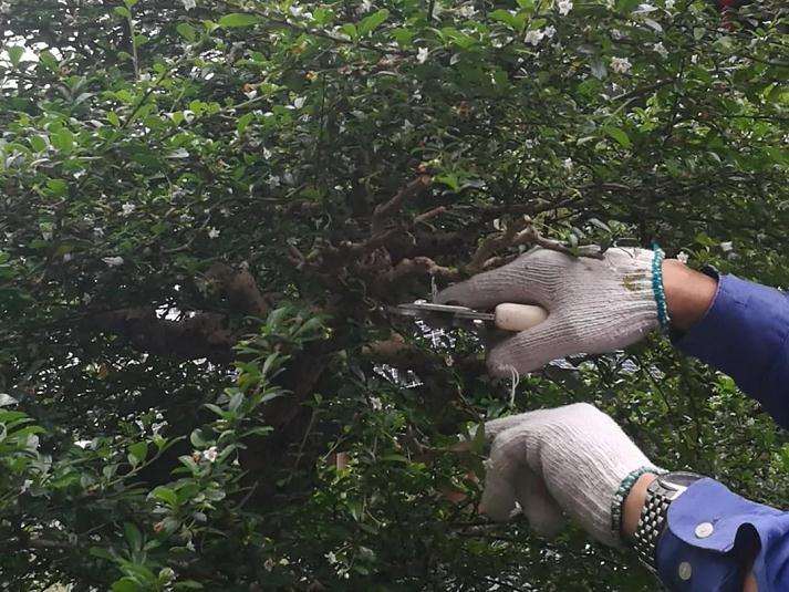 图解 谢荣耀演示岭南盆景修剪示范