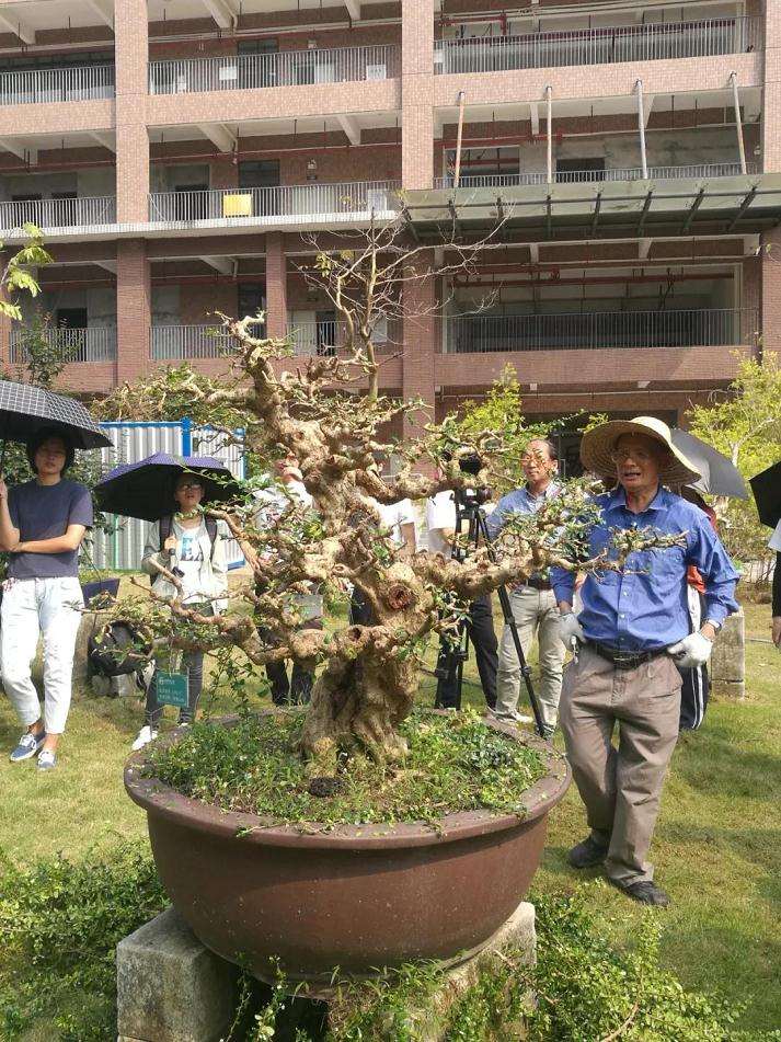 图解 谢荣耀演示岭南盆景修剪示范