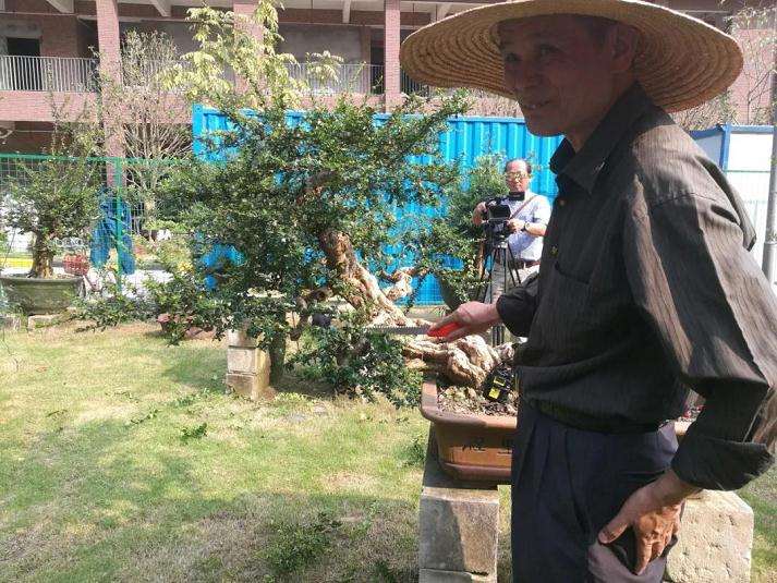 图解 谢荣耀演示岭南盆景修剪示范