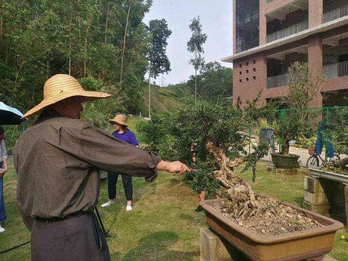 图解 谢荣耀演示岭南盆景修剪示范